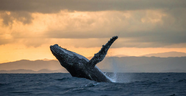 humpback whale hervey bay